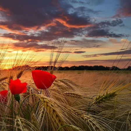 Erdmann - Garni 호텔 4*